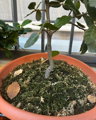 Pre Bonsai Leccio