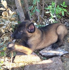 Cuccioli pastore belga malinois