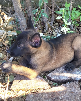 Cuccioli pastore belga malinois