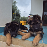 Cuccioli di pastore tedesco