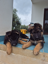 Cuccioli di pastore tedesco