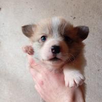 Welsh corgi Pembroke