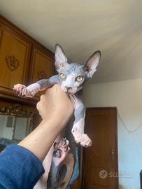 Gatti Sphynx cuccioli