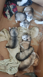 Cuccioli husky