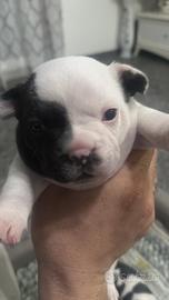 bulldog francesi femmine