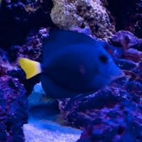 Pesce Xanthurum - ambientato