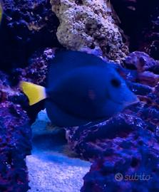 Pesce Xanthurum - ambientato