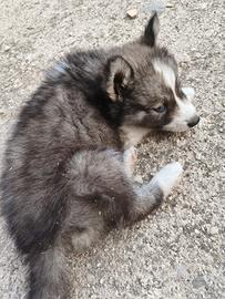 Husky Siberian Cuccioli