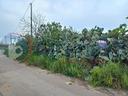 terreno-agricolo-taviano-30scovienivrg-