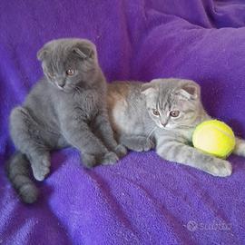 Cuccioli Scottish fold e Scottish straight 