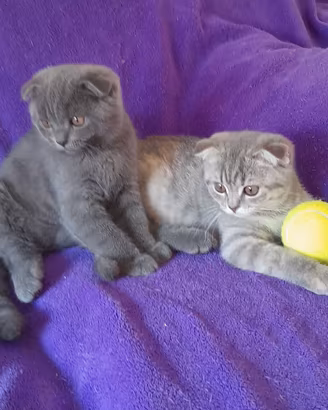 Cuccioli Scottish fold e Scottish straight 