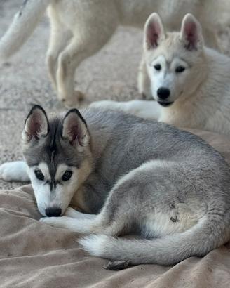 Siberian husky