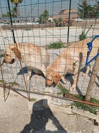 Labrador con pedigree