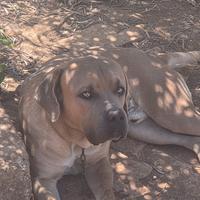 Cane Corso Incrocio