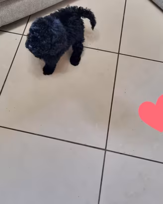 barboncino toy 