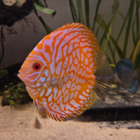 Svendita discus e 1 scalare