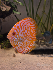 Svendita discus e 1 scalare