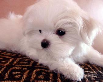 Cuccioli Maltesini taglia piccola