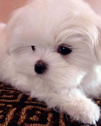 Cuccioli Maltesini taglia piccola