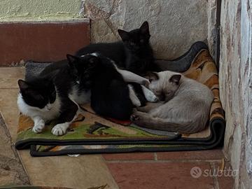 Mamma gatto con 2 cuccioli