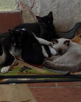 Mamma gatto con 2 cuccioli