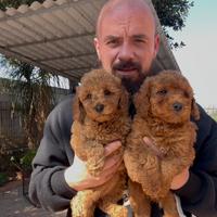 Cuccioli di barboncino nani e toy