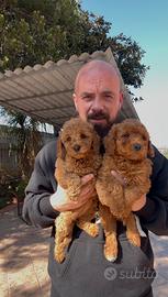 Cuccioli di barboncino nani e toy