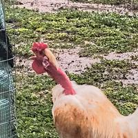 Gallo collo nudo