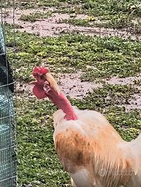 Gallo collo nudo