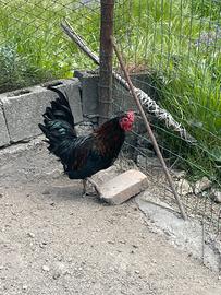 Australorp