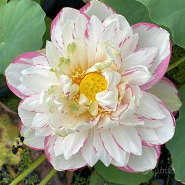 10 semi fiore di loto dasajin nelumbo nucifera