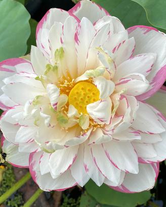 10 semi fiore di loto dasajin nelumbo nucifera