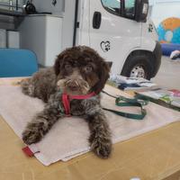 Cucciola di Lagotto Romagnolo con pedigree