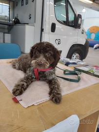 Cucciola di Lagotto Romagnolo con pedigree