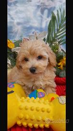 Maltipoo cuccioli