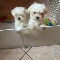 Cuccioli e adulti di piccola taglia