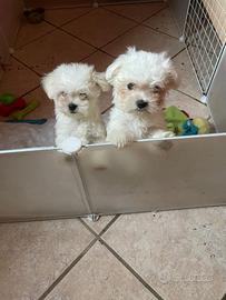 Cuccioli e adulti di piccola taglia