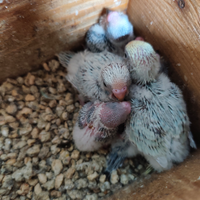 COCORITE, pappagalli da compagnia