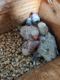 COCORITE, pappagalli da compagnia