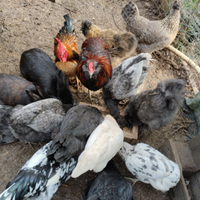 Galli Olivi Egger e nano millefiori