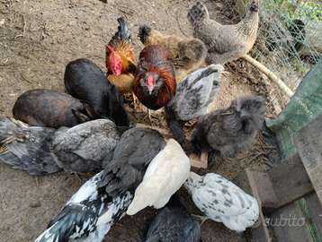 Galli Olivi Egger e nano millefiori