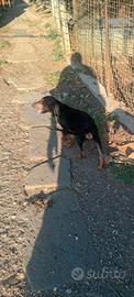 cucciolo di segugio