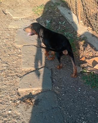 cucciolo di segugio