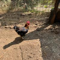 Marans Livorno
