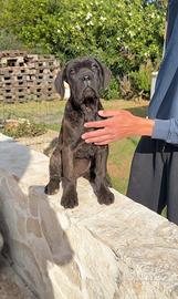 Cane corso cucciolotta