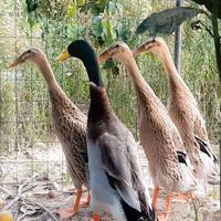 Anatra Corritrice indiana