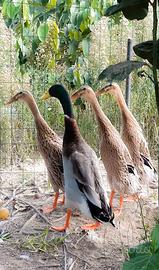 Anatra Corritrice indiana