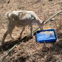 Capretto incrocio turco