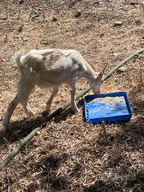 Capretto incrocio turco