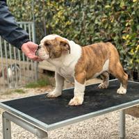 Bulldog inglese cuccioli